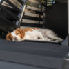 THULE ALLAX CAGE CHIEN ANIMAL TRASNPORT